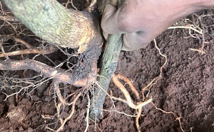 featured image thumbnail for post A closer look at the Excelsa and Robusta Root System