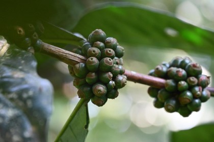 featured image thumbnail for post Mara Kaapi: Exploring the unique Flavours and Climate Resilient Potential of Excelsa Coffee in India